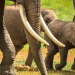 conservation programs elephant